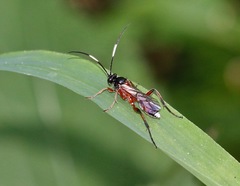 Linycus exhortator thoracicus