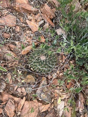 Mammillaria meiacantha