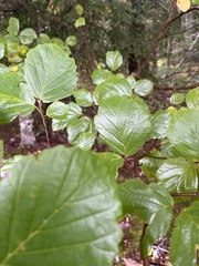 Hamamelis