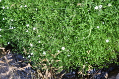 Cerastium arvense