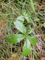 Potentilla alba