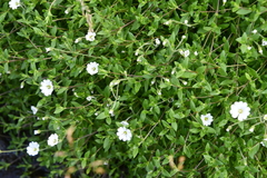Cerastium arvense