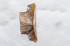 Tessarotis rubrata
