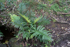 Blechnum capense
