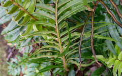Blechnum capense