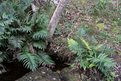 Blechnum capense