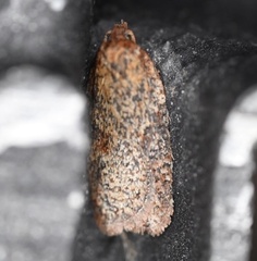 Acleris maccana