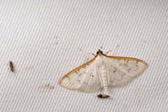 Palpita