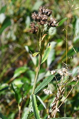 Saussurea parviflora