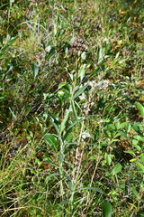 Saussurea parviflora