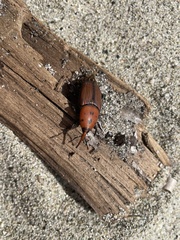 Rhynchophorus ferrugineus