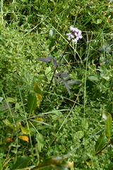 Cardamine macrophylla