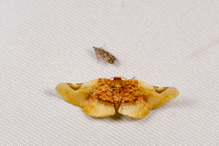 Pyrinioides sinuosus