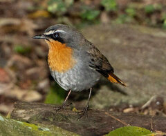 Cossypha caffra caffra