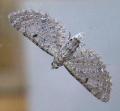 Eupithecia