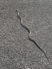 Masticophis flagellum testaceus