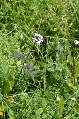 Cardamine macrophylla