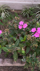 Phlox drummondii
