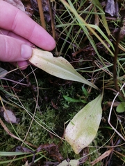 Liparis loeselii