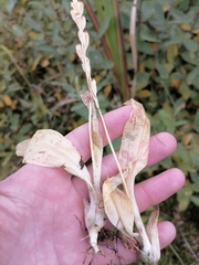 Liparis loeselii