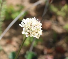 Scabiosa