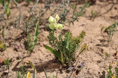Pterygodium catholicum