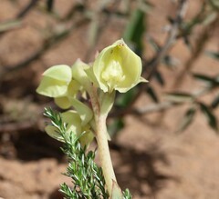 Pterygodium catholicum
