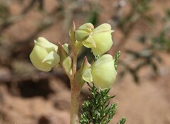 Pterygodium catholicum