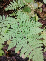 Dryopteris expansa