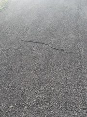 Masticophis flagellum testaceus