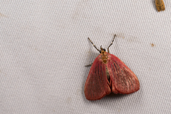 Arctioblepsis rubida