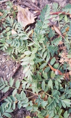 Sibbaldianthe bifurca