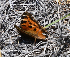 Nymphalis xanthomelas