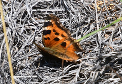 Nymphalis xanthomelas