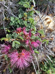 Calliandra chilensis