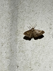 Idaea celtima