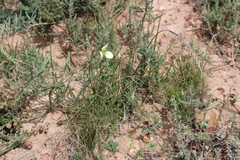 Moraea tricuspidata
