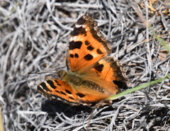 Nymphalis xanthomelas