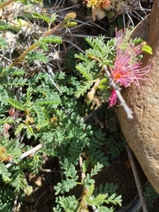 Calliandra chilensis