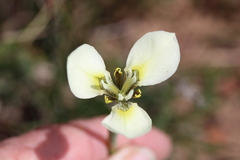 Moraea tricuspidata