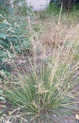 Stipa splendens