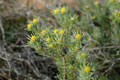 Leucadendron brunioides brunioides