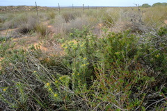 Leucadendron brunioides brunioides