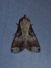 Condica imitata