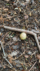 Amphibolips