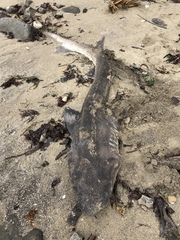 Notorynchus cepedianus