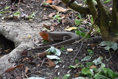 Broadleysaurus major