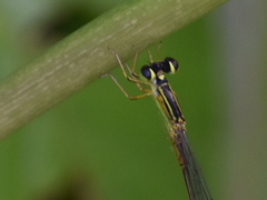 Leptobasis vacillans