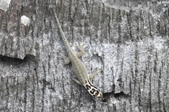 Lygodactylus mombasicus