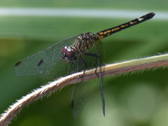 Micrathyria aequalis